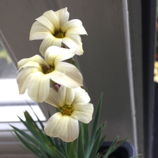 Sisyrinchium arenarium