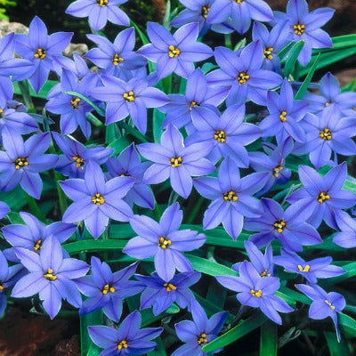 Ipheion_uniflorum_Jessie