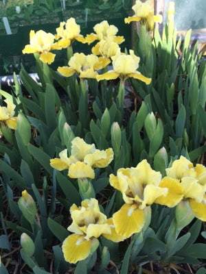 Iris_barbarta_nana_Prince_of_Tuscany