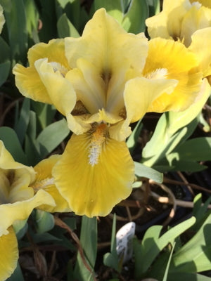 Iris_barbarta_nana_Prince_of_Tuscany