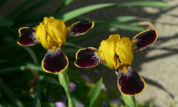 Iris_Bumble_Bee_Deelight