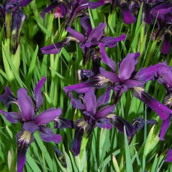 Iris_chrysographes_around_midnight.jpg