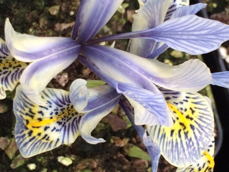 Iris_katherine_Hodgkin