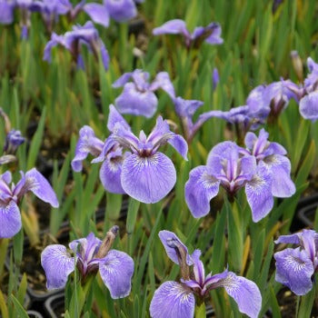 Iris_setosa_baby_blue.jpg