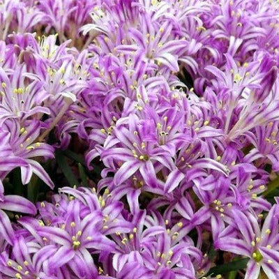 Lachenalia_corymbosa