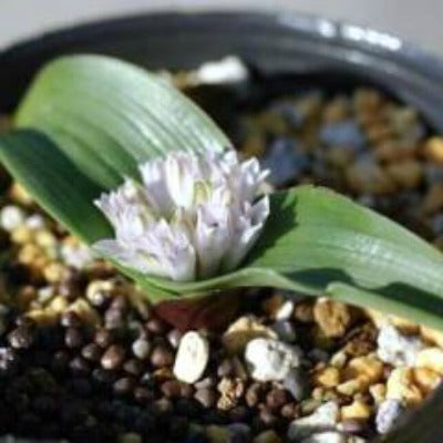 Lachenalia_calcicola