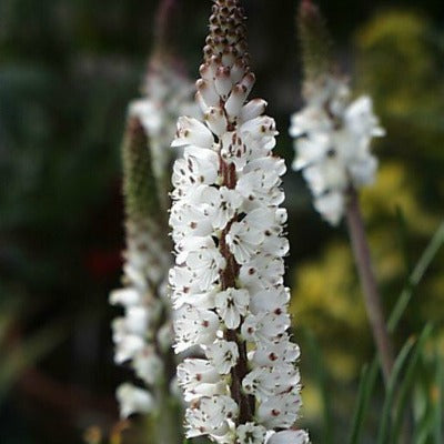Lachenalia_contaminata