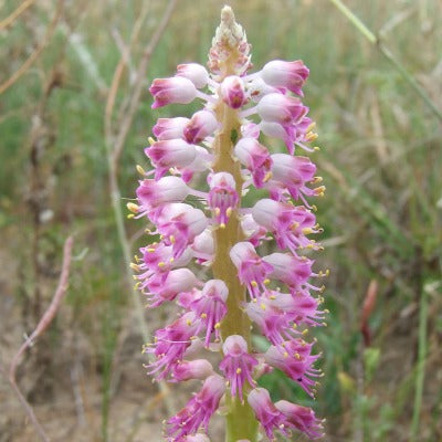 Lachenalia purpureo Caerulea