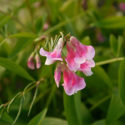 Lathyrus_Albo_Roseus