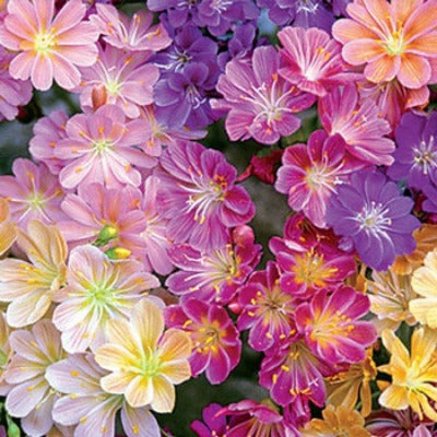 Lewisia_Tutti_Frutti