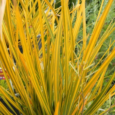 Libertia_ixioides_goldfinger.jpg