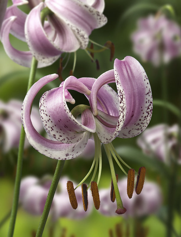 Lilium_lankongense