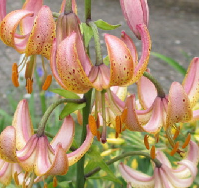 Lilium martagon Fairy Morning