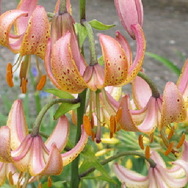 Lilium martagon Fairy Morning