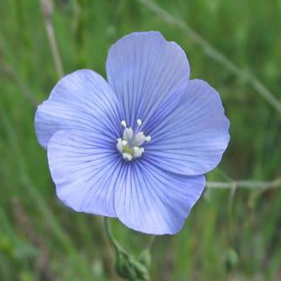 Linum perenne
