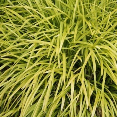 Liriope_Pee_Dee_Gold_Ingot