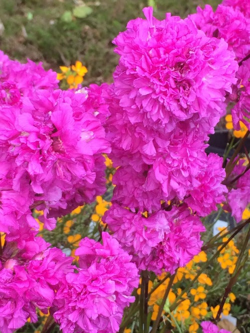 Lychnis_viscaria_flore_plena