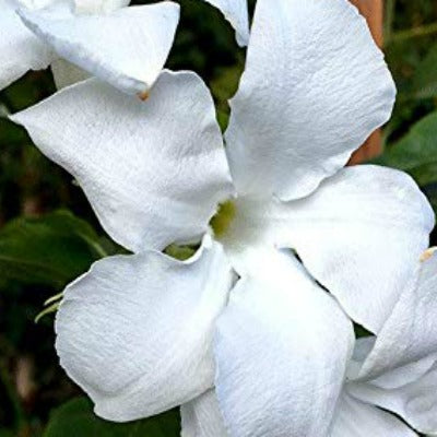 Mandevilla laxa