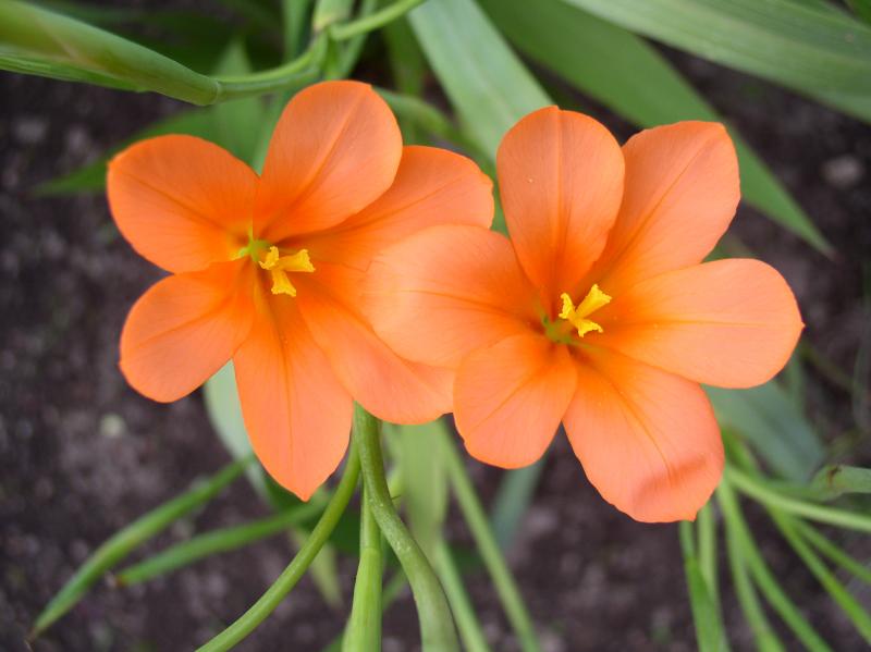 Moraea_collina