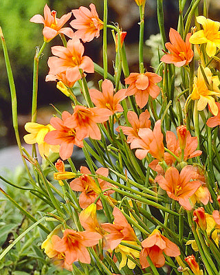 Moraea_collina