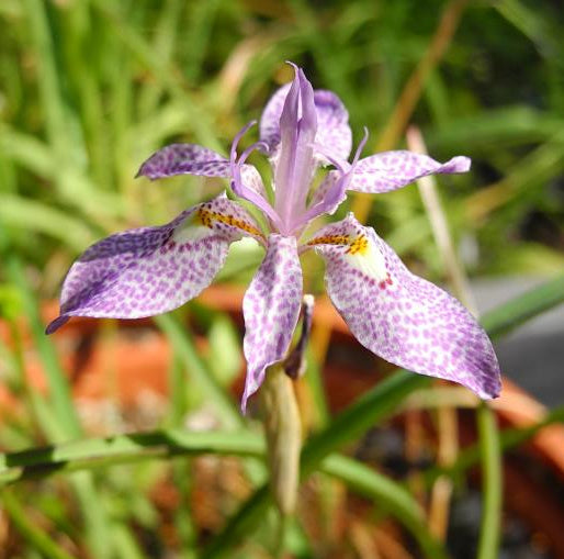Moraea simulans. syn Gynandriris simulans