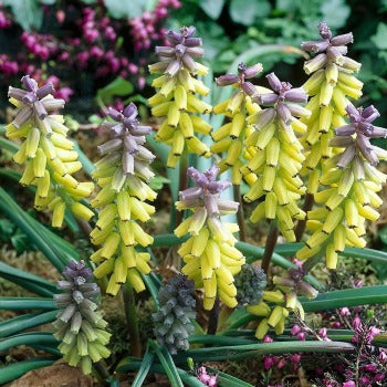 Muscari_Golden_Fragrance