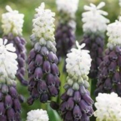 Muscari Grape Ice