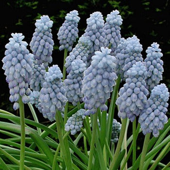 Muscari_Peppermint