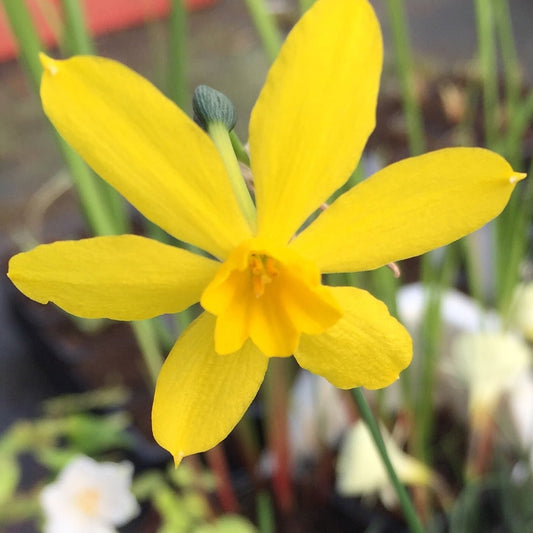 Narcissus fernandesii var cordubensis