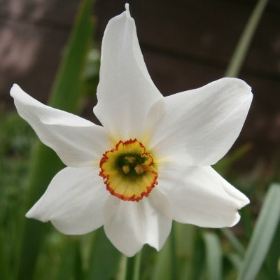 Narcissus_poeticus_recurvus
