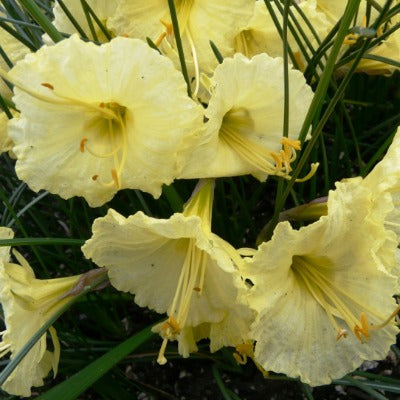 Narcissus_Julia_Jane