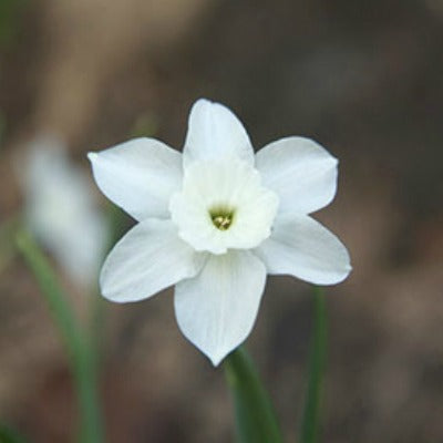 Narcissus_rupicola_ssp_Watieri