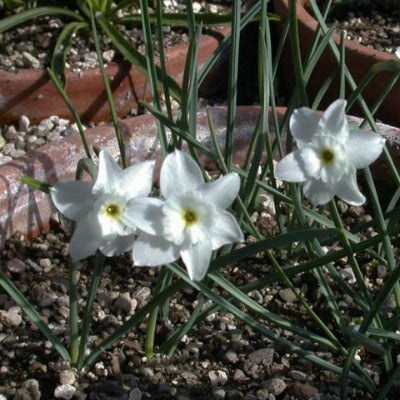 Narcissus_rupicola_ssp_Watieri