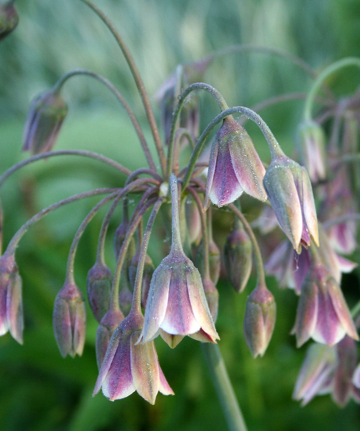 Nectaroscordum siculum ssp bulgaricum