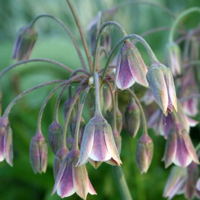 Nectaroscordum siculum ssp bulgaricum