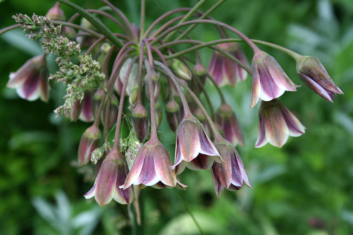 Nectaroscordum siculum ssp bulgaricum