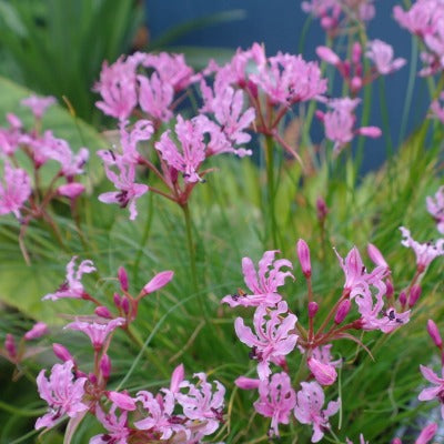 Nerine_masoniorum