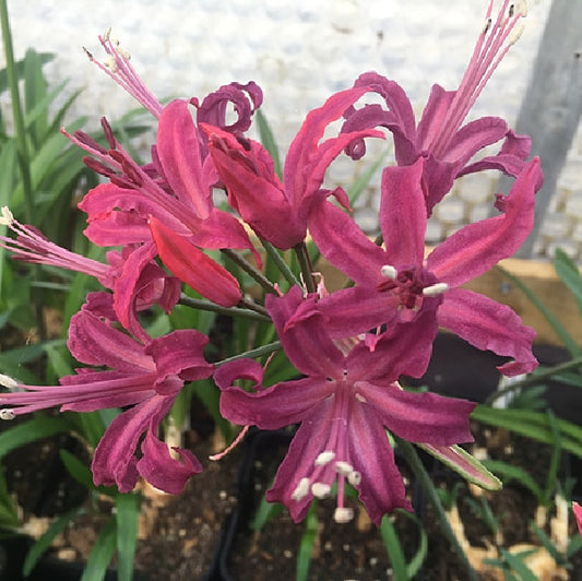 Nerine Quest
