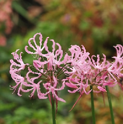 Nerine undulata ssp Alta