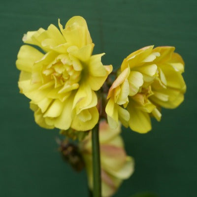 Oxalis_compressa_Double_Trouble.