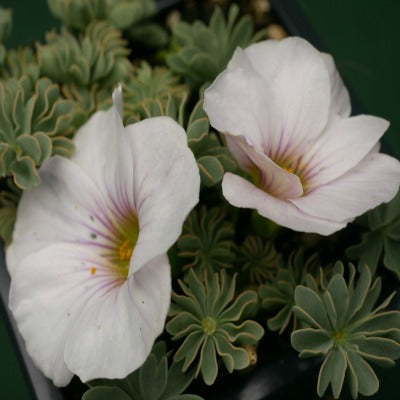 Oxalis enneaphylla Ute