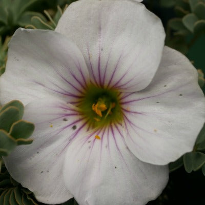 Oxalis enneaphylla Ute