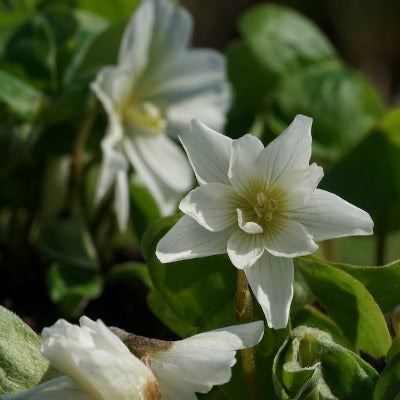 Oxalis_griffithii_Snowflake