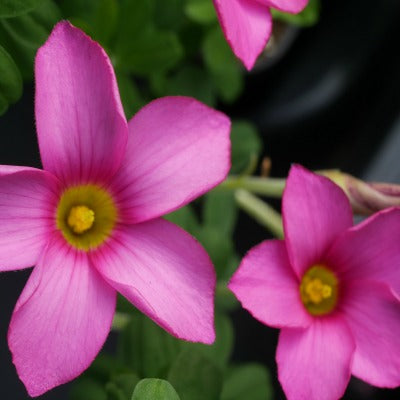Oxalis_hirta_Pink_Form