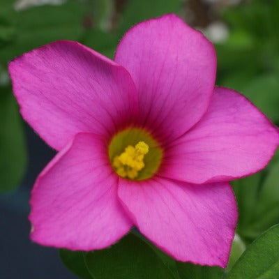 Oxalis_hirta_Pink_Form