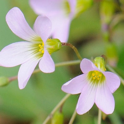 Oxalis_latifolia_ssp_vespertilionis