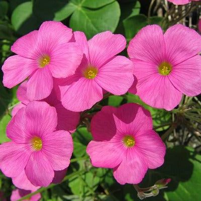 Oxalis_purpurata_bowiei_Amarantha.jpg