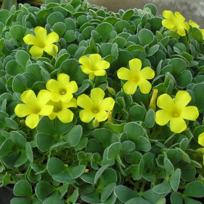 Oxalis_purpurea_ken_aslet.jpg