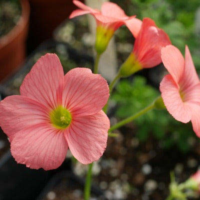 Oxalis_Tomato_Red