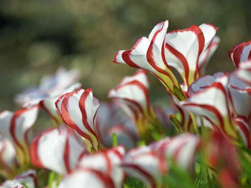 Oxalis_versicolour